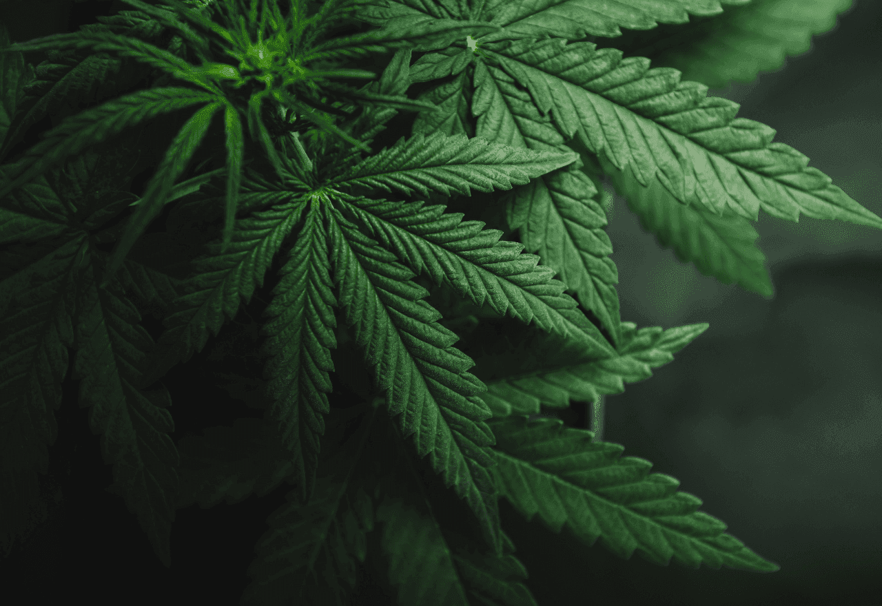 Naufnahme einer Cannabispflanze