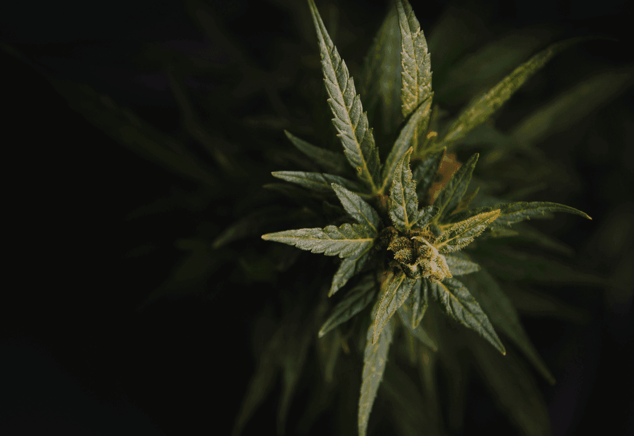 Nahaufnahme einer Cannabispflanze von oben